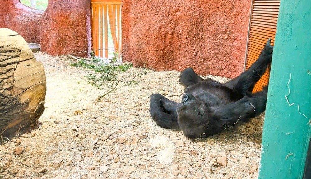 Prague: Prague Zoo Audio Guide with E-Ticket | ®ExcursionMania