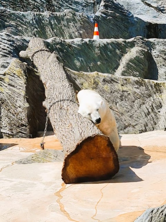 Prague: Prague Zoo Audio Guide with E-Ticket | ®ExcursionMania