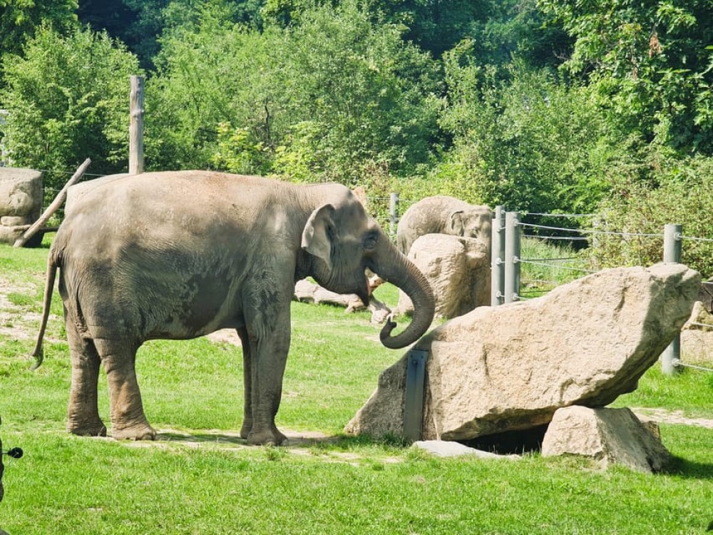 Prague: Prague Zoo Audio Guide with E-Ticket | ®ExcursionMania