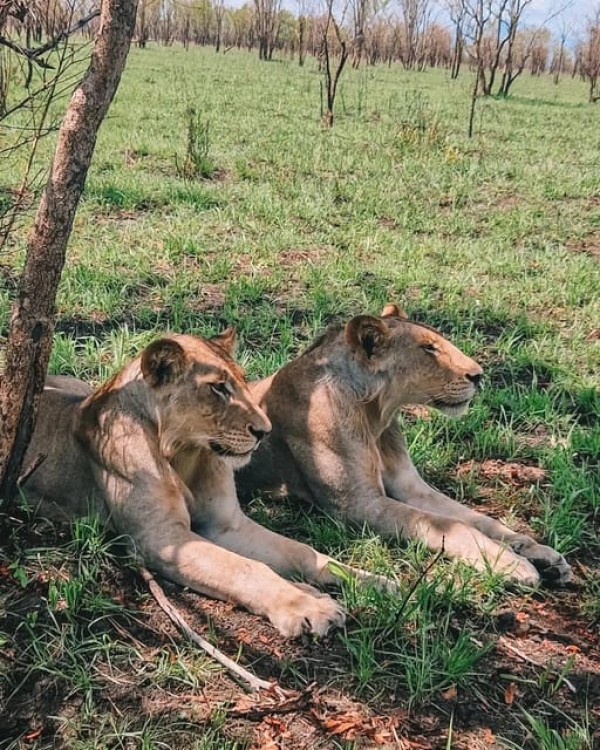 Safari Wildlife From Zanzibar to Mikumu 3 Days And 2 Nights | ®ExcursionMania