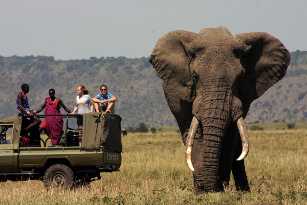 Safari Wildlife From Zanzibar to Mikumu 3 Days And 2 Nights | ®ExcursionMania