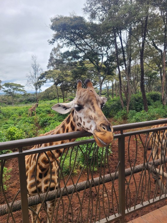 Nairobi National Park, Sheldrick Elephant, Giraffe Centre Tour | ®ExcursionMania