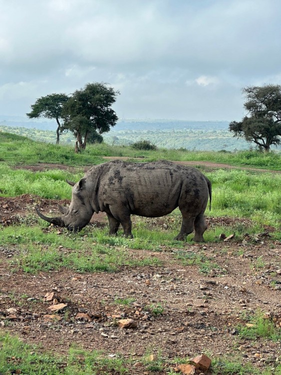 Nairobi National Park, Sheldrick Elephant, Giraffe Centre Tour | ®ExcursionMania