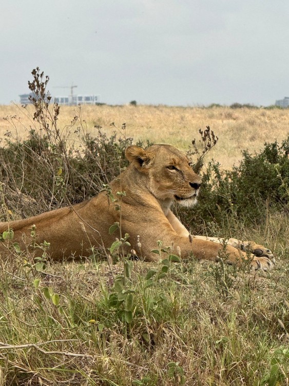 Nairobi National Park, Sheldrick Elephant, Giraffe Centre Tour | ®ExcursionMania