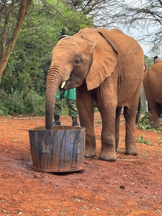 Nairobi National Park, Sheldrick Elephant, Giraffe Centre Tour | ®ExcursionMania