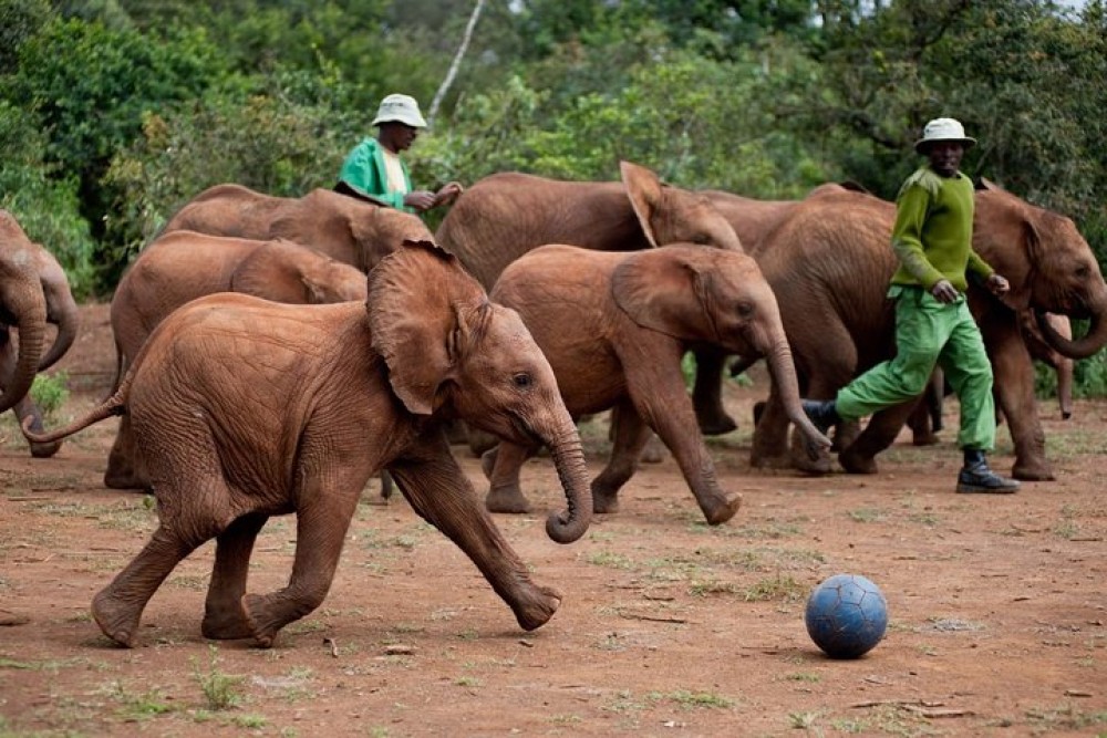 Nairobi National Park, Sheldrick Elephant, Giraffe Centre Tour | ®ExcursionMania