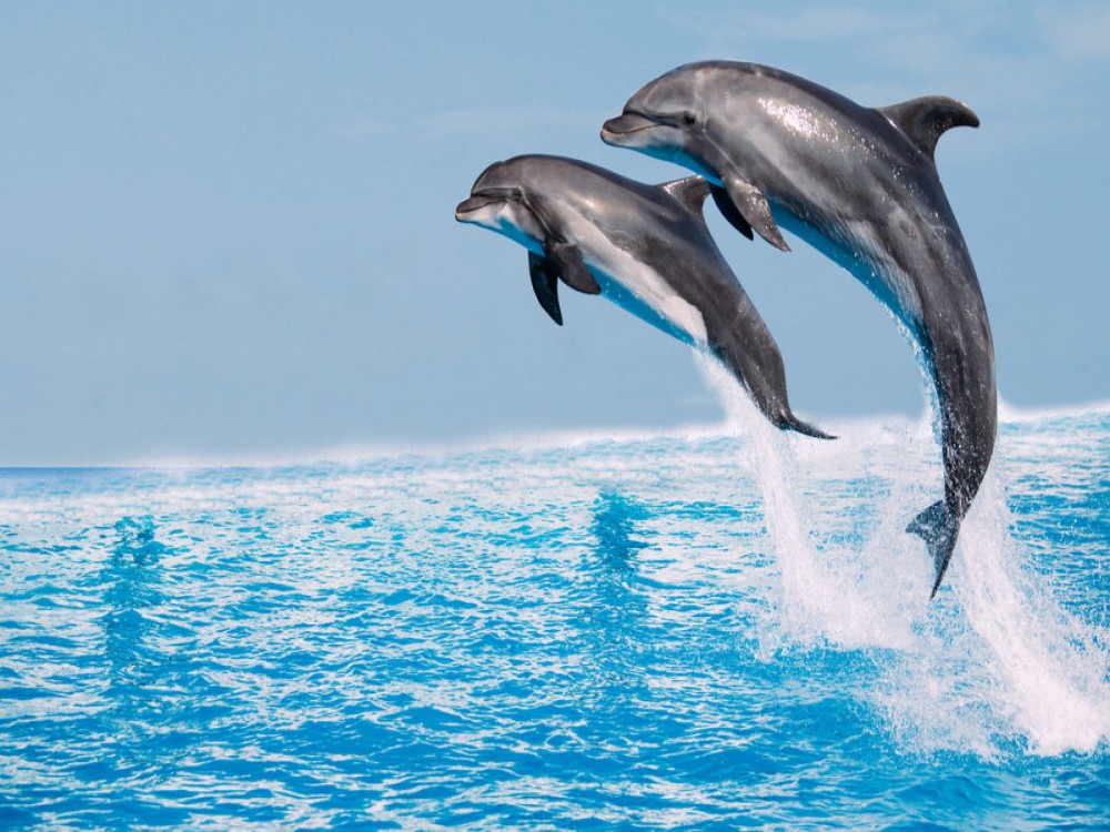 Side: Dolphin Island Boat Trip with Lunch & Unlimited Drinks | ®ExcursionMania