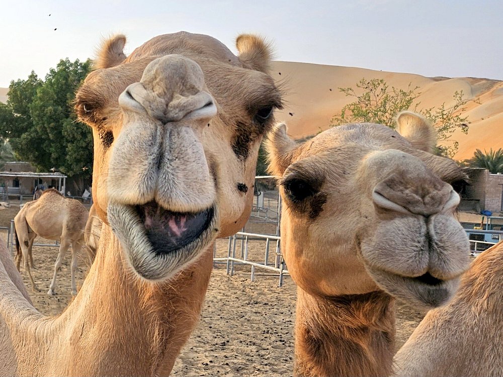 Private Overnight Camping in Liwa with BBQ Dinner & Breakfast | ®ExcursionMania