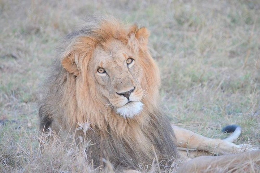Half-Day Nairobi National Park Safari from Nairobi with Free Pickup | ®ExcursionMania