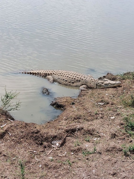 Half-Day Nairobi National Park Safari from Nairobi with Free Pickup | ®ExcursionMania