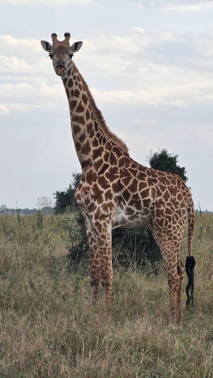 Half-Day Nairobi National Park Safari from Nairobi with Free Pickup | ®ExcursionMania