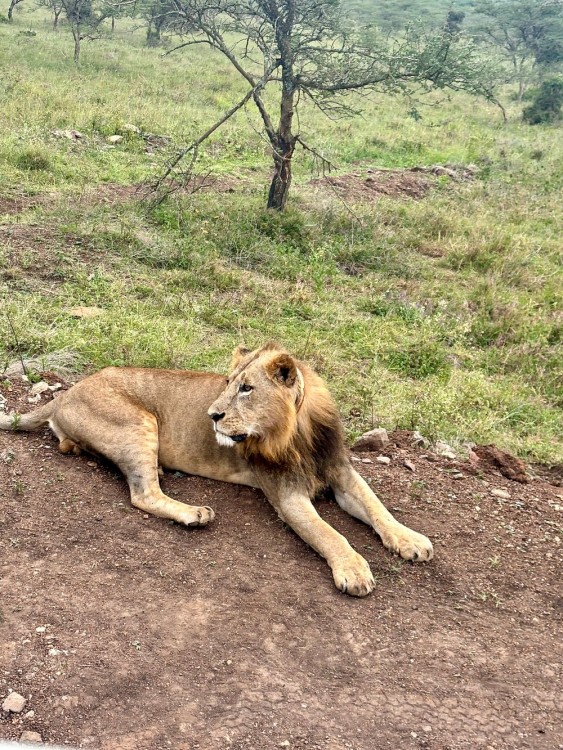 Half-Day Nairobi National Park Safari from Nairobi with Free Pickup | ®ExcursionMania