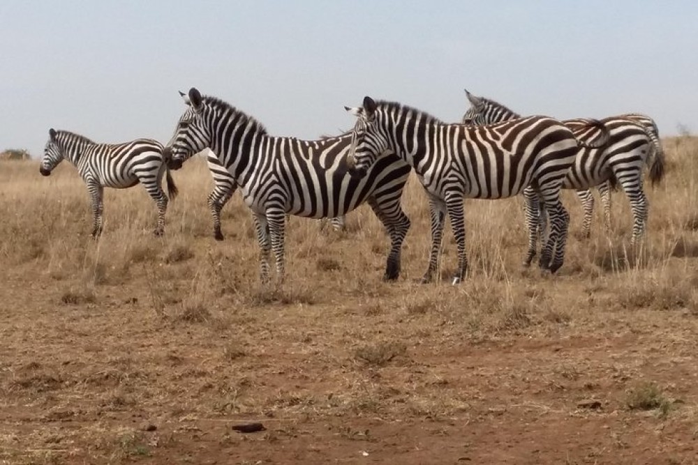 Half-Day Nairobi National Park Safari from Nairobi with Free Pickup | ®ExcursionMania