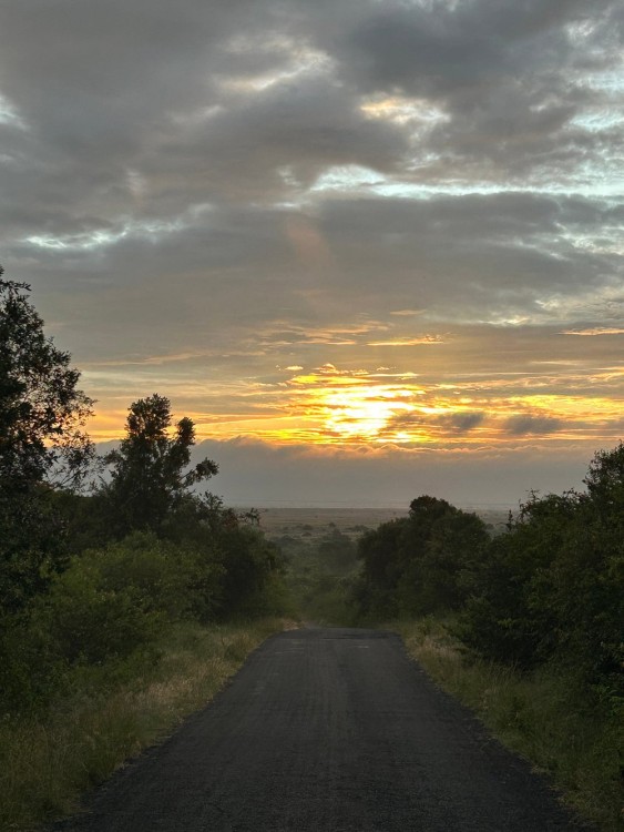 Half-Day Nairobi National Park Safari from Nairobi with Free Pickup | ®ExcursionMania