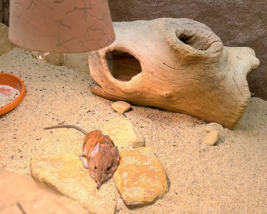 Prague Zoo Online Audio Guide No ticket | ®ExcursionMania