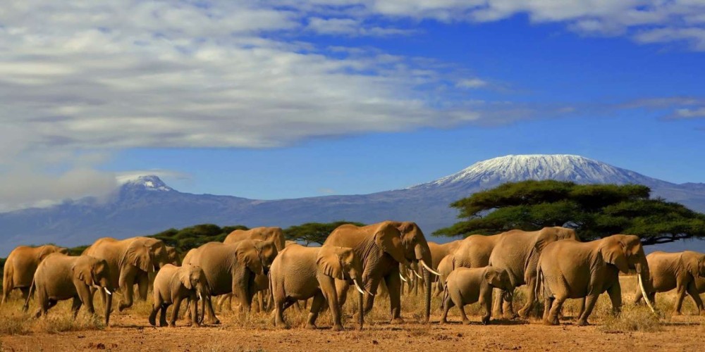 Amboseli National Park Day Trip With Masai Village Visit Tour | ®ExcursionMania