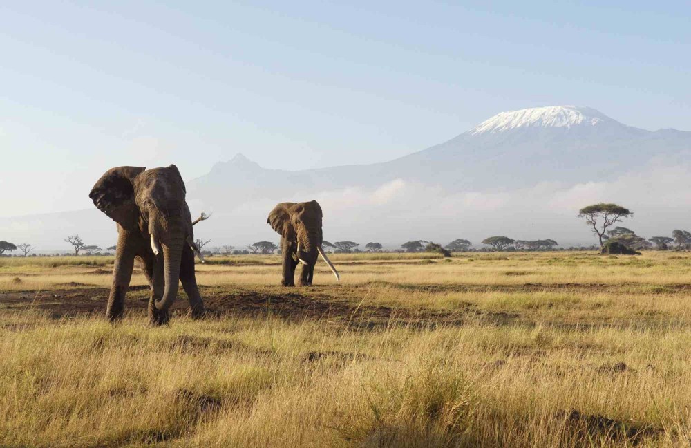 Amboseli National Park Day Trip With Masai Village Visit Tour | ®ExcursionMania