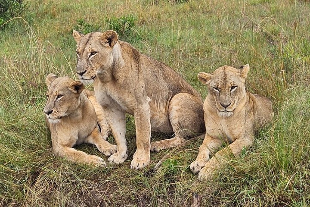 Amboseli National Park Day Trip With Masai Village Visit Tour | ®ExcursionMania
