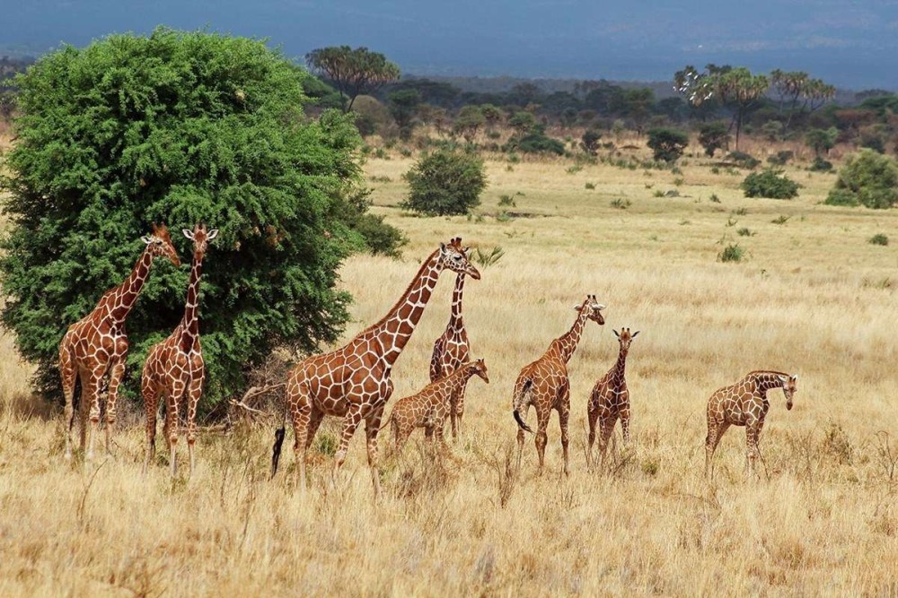 Amboseli National Park Day Trip With Masai Village Visit Tour | ®ExcursionMania