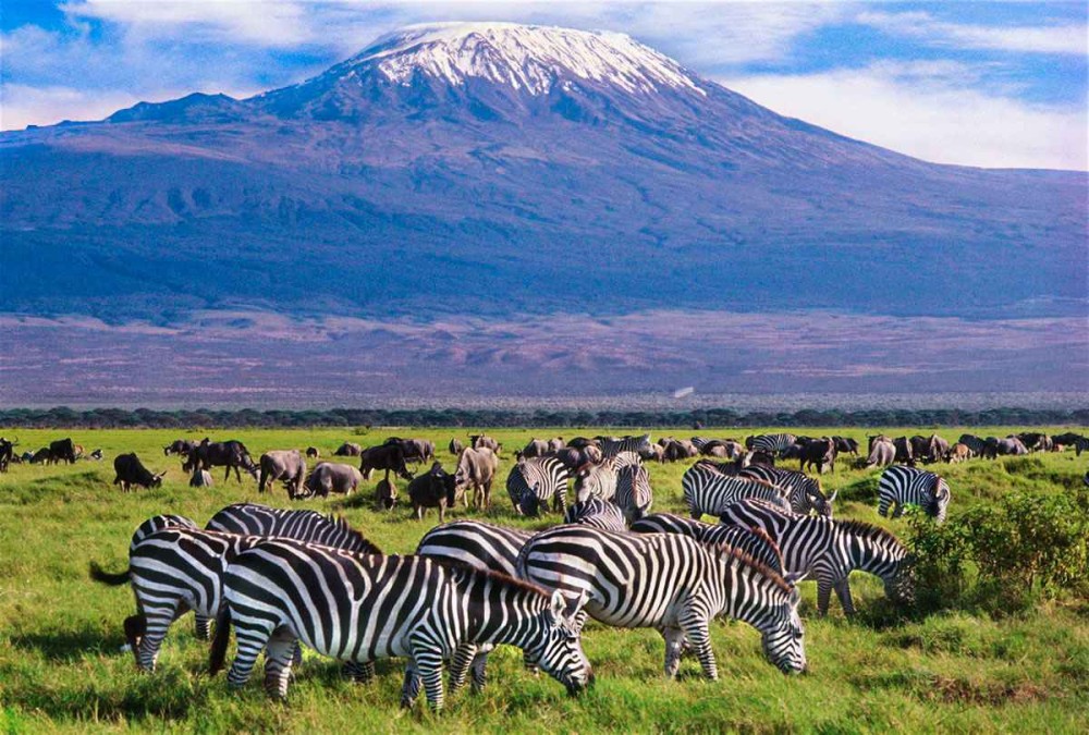 Nairobi National Park Game Drive With Free Pick Up Group Joining | ®ExcursionMania