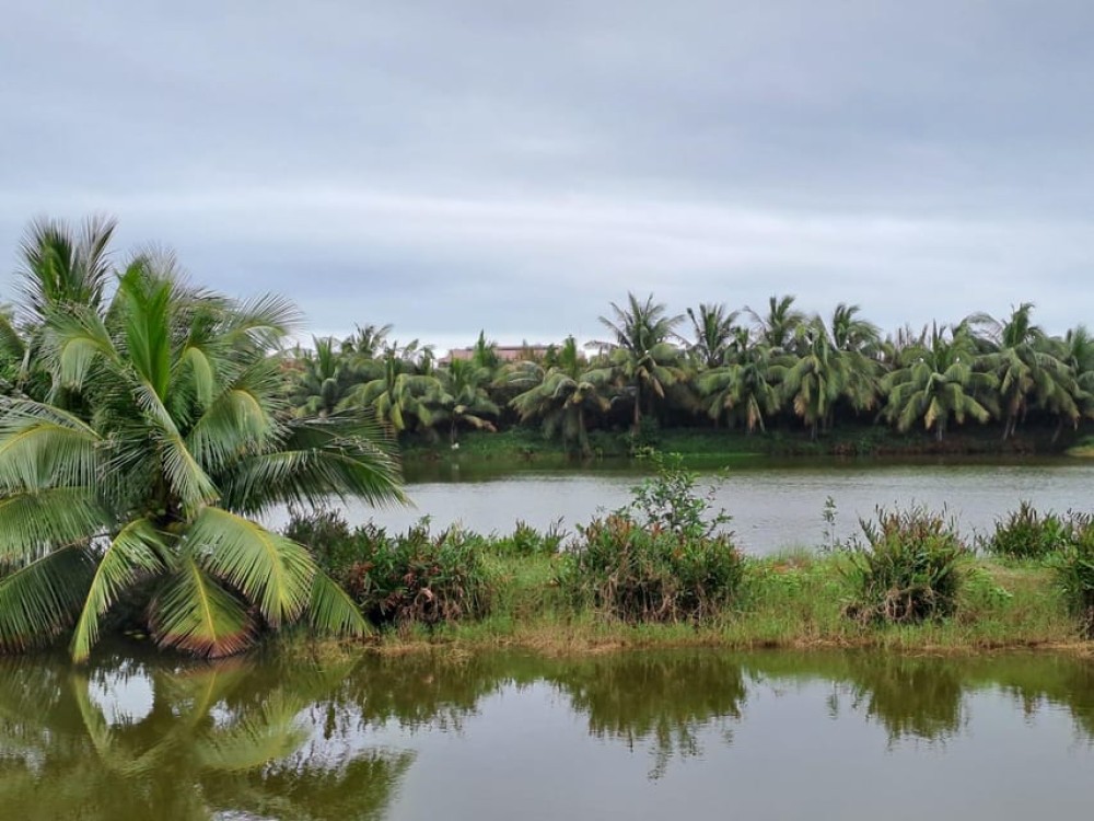 Hoi An Countryside - Buffalo Riding - Basket Boat Rowing | ®ExcursionMania