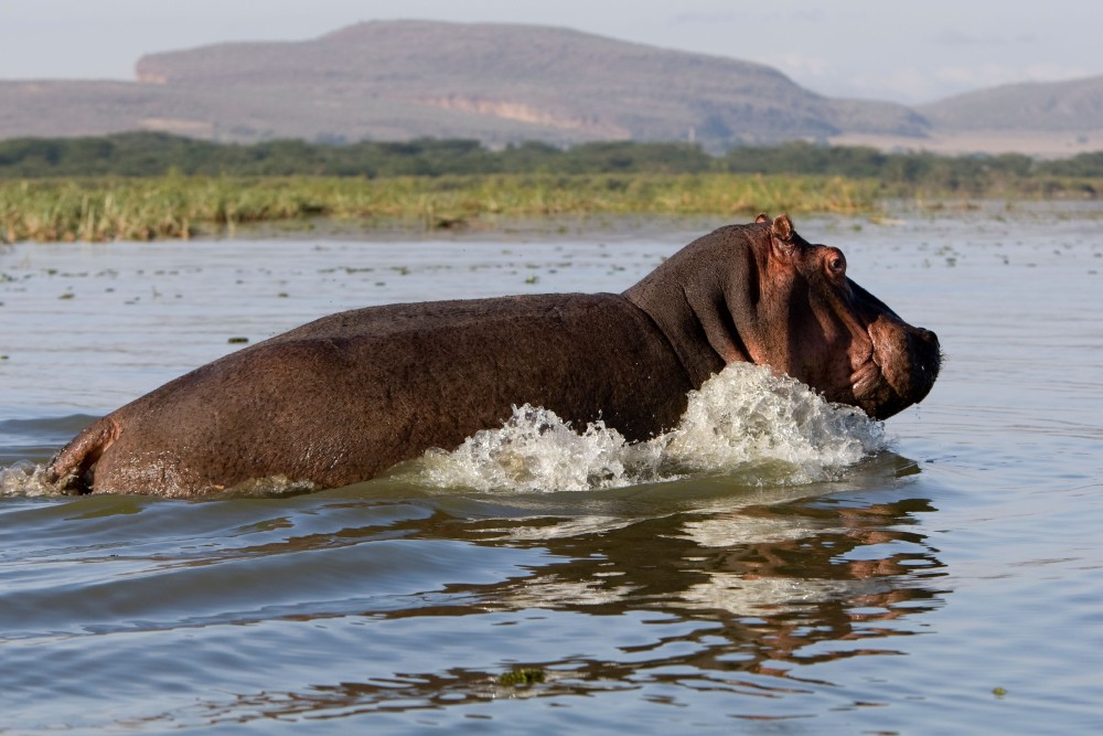Day Trip -Hells Gate & Lake Naivasha With Boat Ride From Nairobi | ®ExcursionMania
