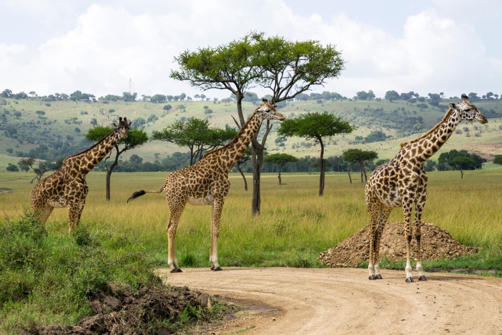 Day Trip -Hells Gate & Lake Naivasha With Boat Ride From Nairobi | ®ExcursionMania