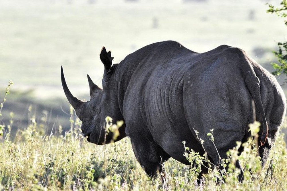 Nairobi National Park, Baby Elephant Orphanage and Giraffe Center | ®ExcursionMania