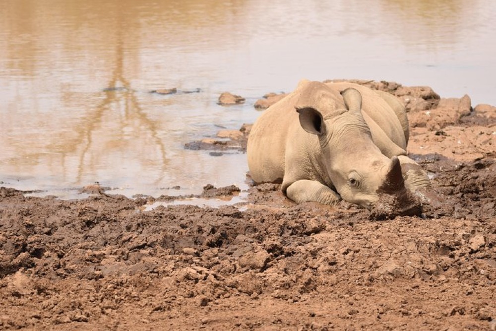 Nairobi National Park, Baby Elephant Orphanage and Giraffe Center | ®ExcursionMania