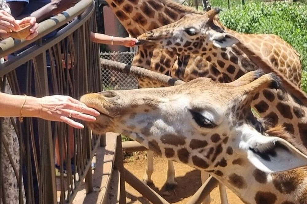 Nairobi National Park, Baby Elephant Orphanage and Giraffe Center | ®ExcursionMania