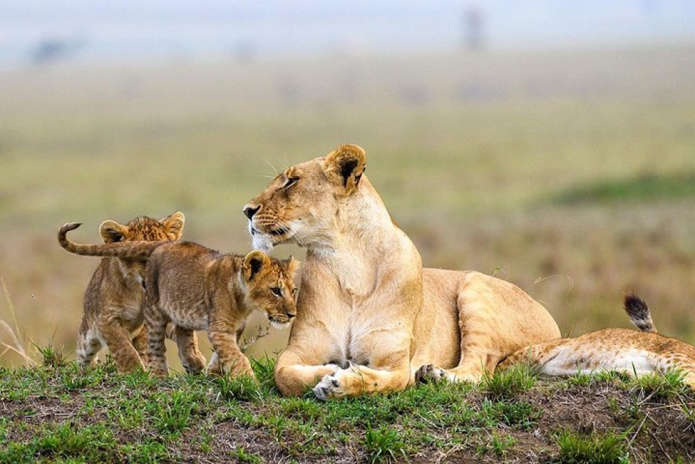 Nairobi National Park, Baby Elephant Orphanage and Giraffe Center | ®ExcursionMania