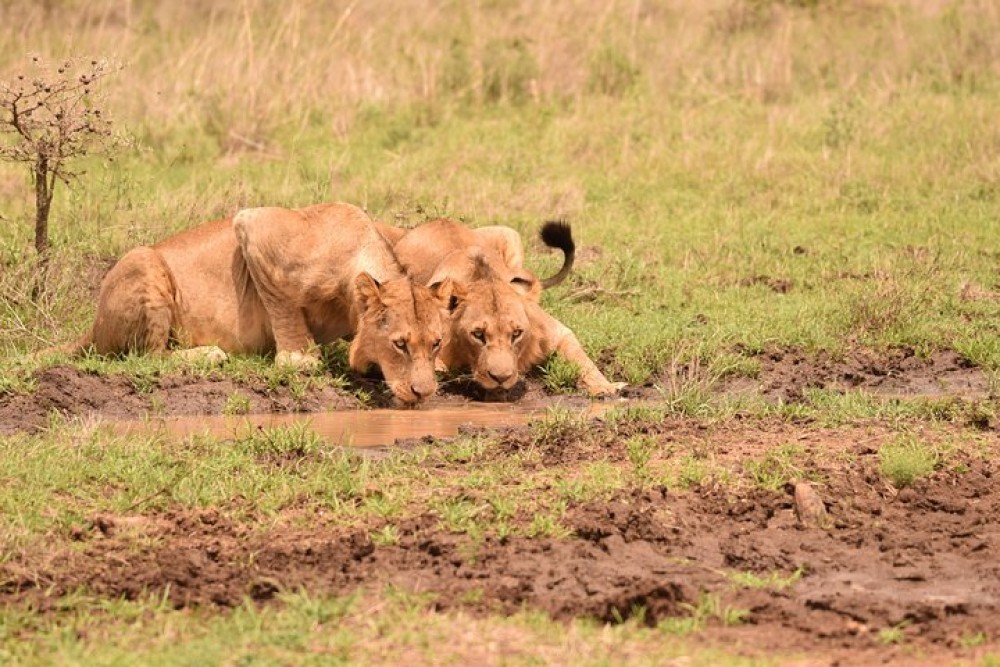 Nairobi National Park, Baby Elephant Orphanage and Giraffe Center | ®ExcursionMania