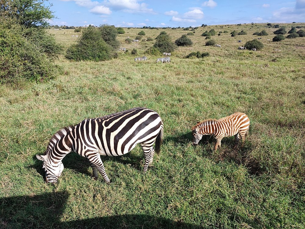 Nairobi National Park, Baby Elephant Orphanage and Giraffe Center | ®ExcursionMania