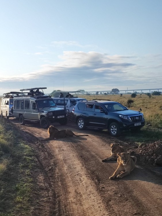 Nairobi National Park, Baby Elephant Orphanage and Giraffe Center | ®ExcursionMania