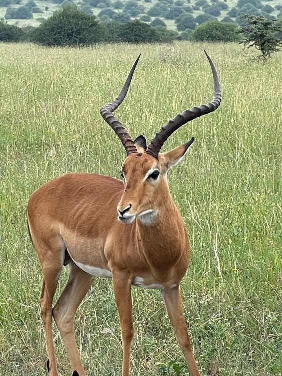 Nairobi National Park, Elephant Orphanage, Giraffe Centre Tour | ®ExcursionMania