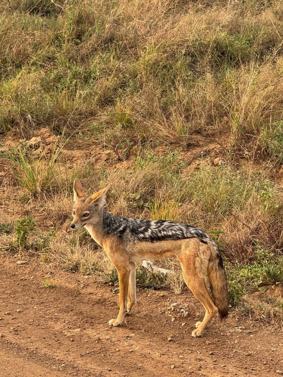 Nairobi National Park, Elephant Orphanage, Giraffe Centre Tour | ®ExcursionMania