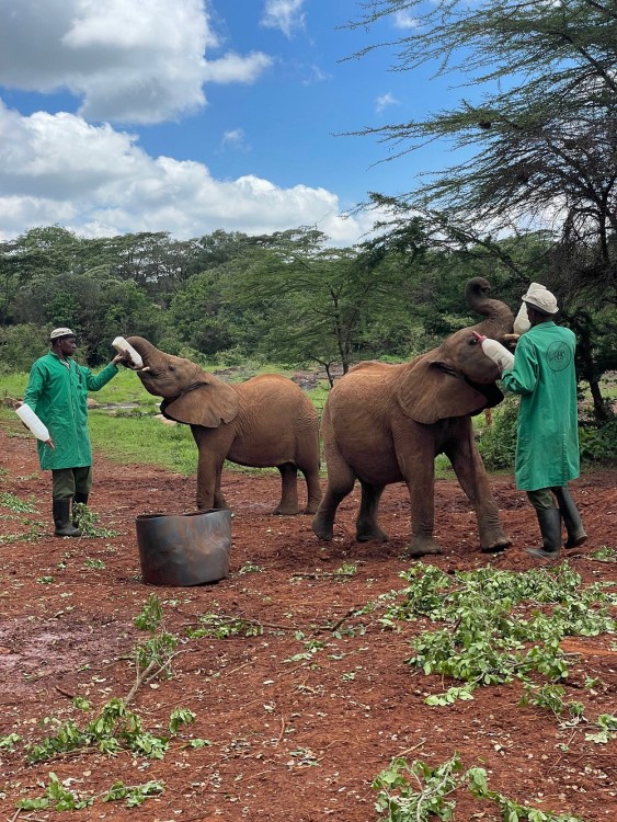 Nairobi National Park, Elephant Orphanage, Giraffe Centre Tour | ®ExcursionMania