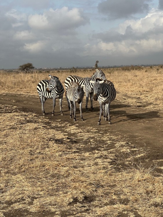 Nairobi National Park, Elephant Orphanage, Giraffe Centre Tour | ®ExcursionMania