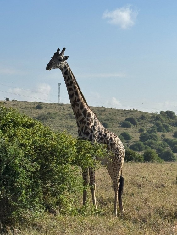 Nairobi National Park, Elephant Orphanage, Giraffe Centre Tour | ®ExcursionMania