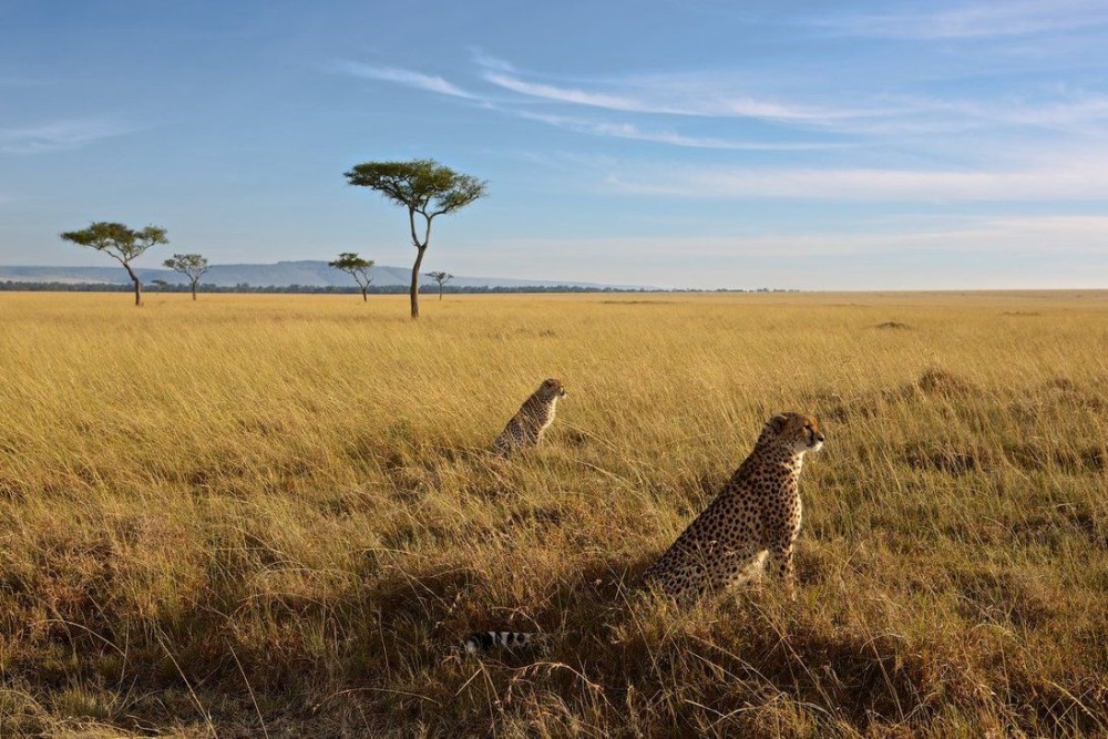 3 Days 2 Nights Masai Mara Joining Safari From Nairobi | ®ExcursionMania