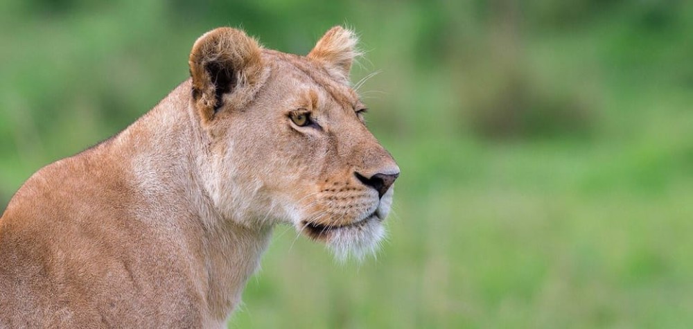 3 Days Masai Mara Camping | ®ExcursionMania