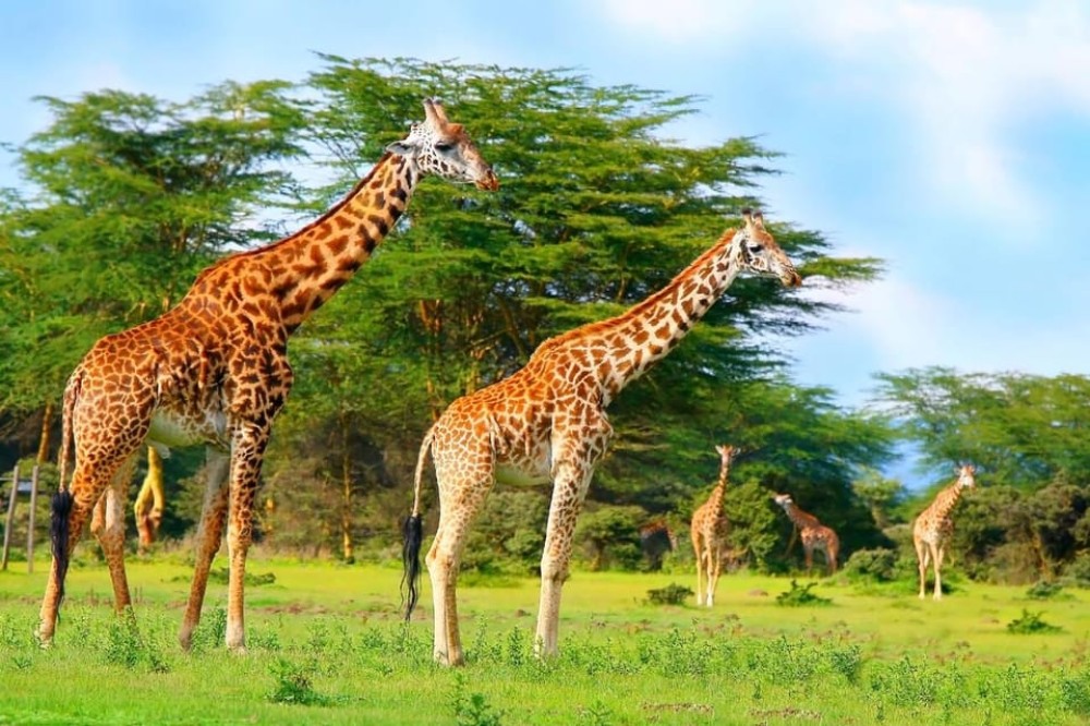 From Nairobi: Mt Longonot Hiking Day Tour | ®ExcursionMania