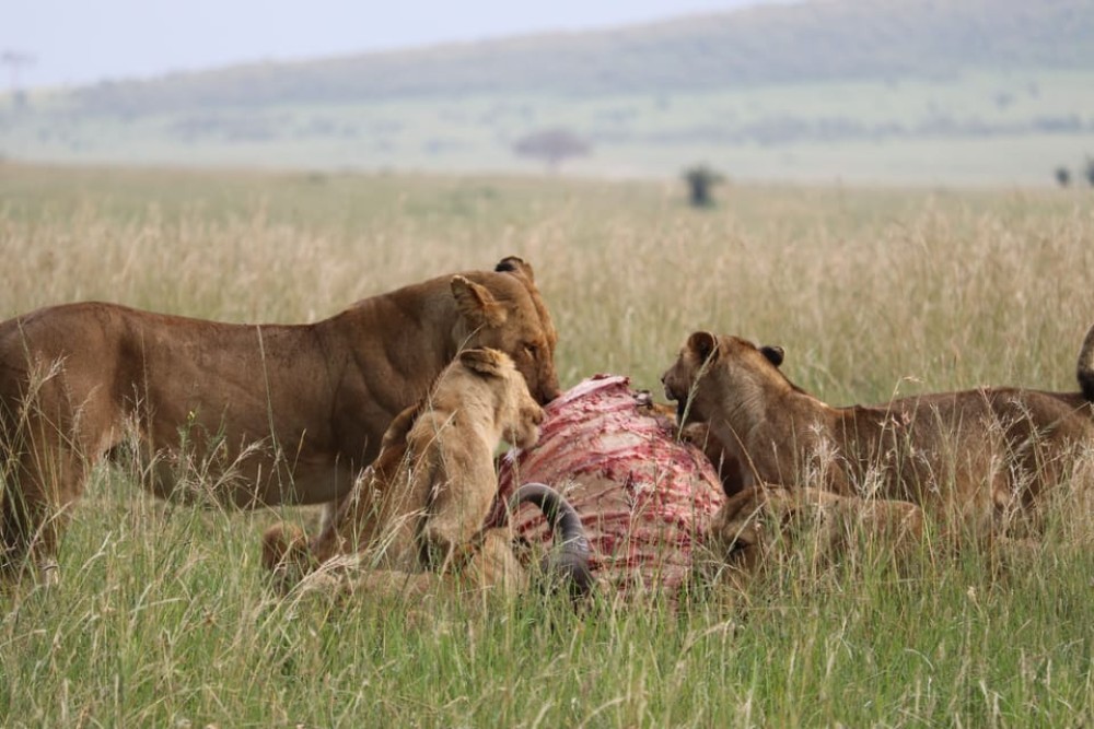 5 Days Amboseli, Lake Nakuru and Masai Mara Safari | ®ExcursionMania