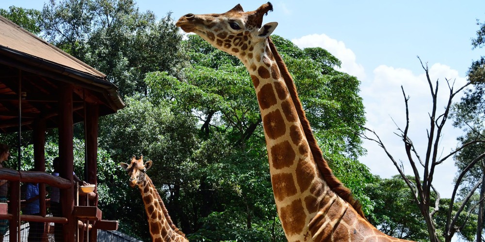 Nairobi National Park Half-Day Tour Free Wi-Fi connection | ®ExcursionMania