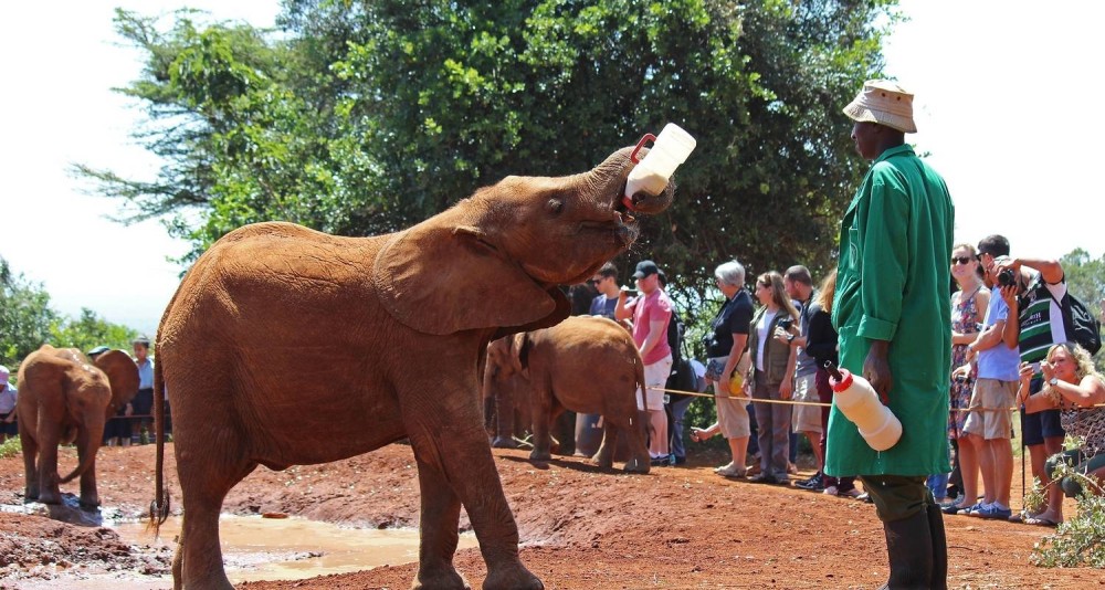Nairobi National Park Half-Day Tour Free Wi-Fi connection | ®ExcursionMania