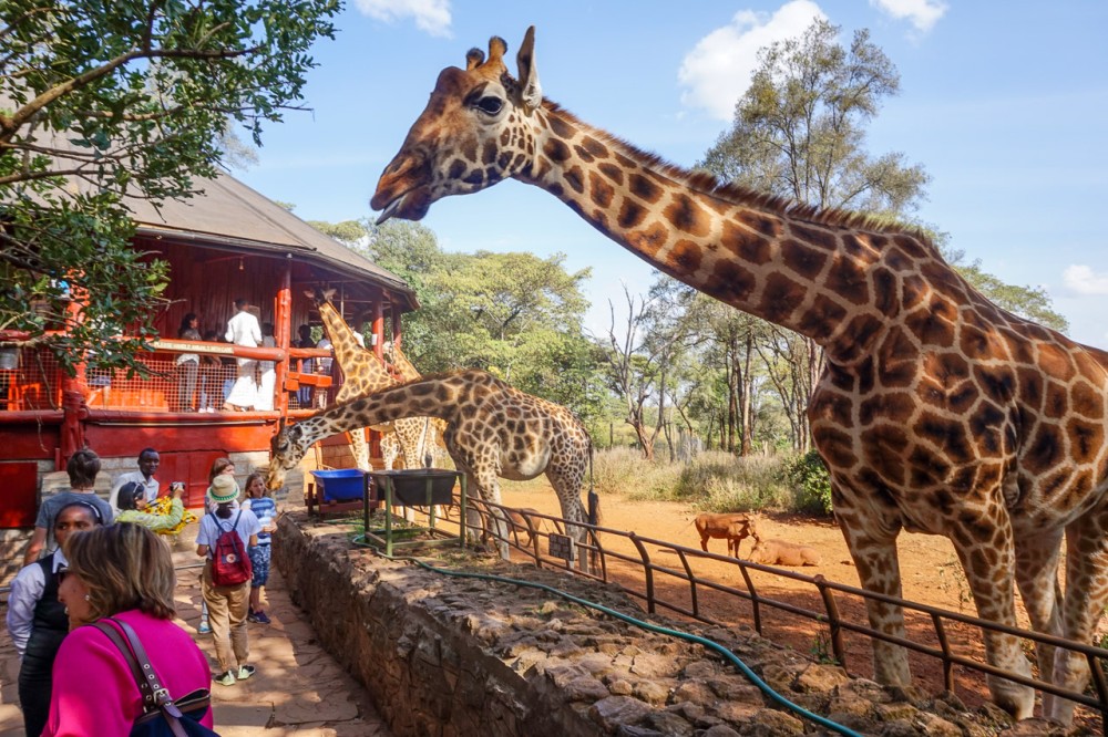 Nairobi National Park Half-Day Tour Free Wi-Fi connection | ®ExcursionMania