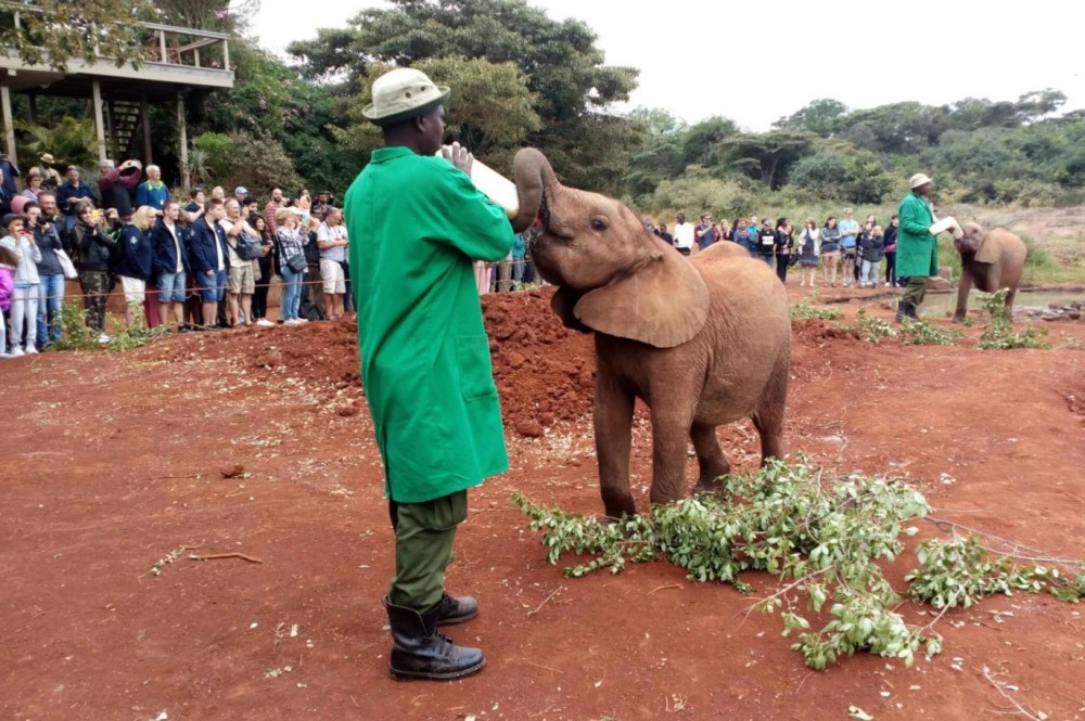 Nairobi National Park Half-Day Tour Free Wi-Fi connection | ®ExcursionMania