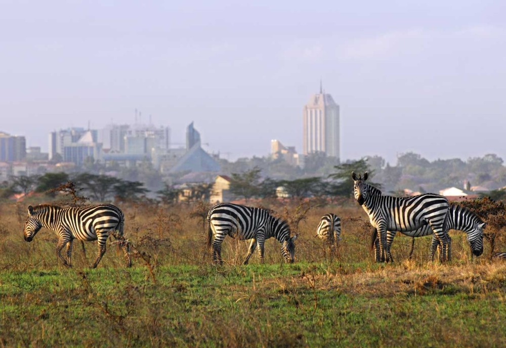 Nairobi National Park Half-Day Tour Free Wi-Fi connection | ®ExcursionMania