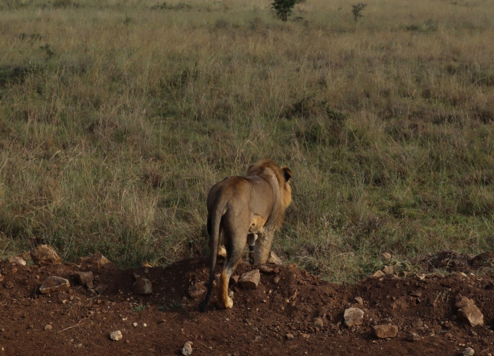 Nairobi National Park Half-Day Tour Free Wi-Fi connection | ®ExcursionMania