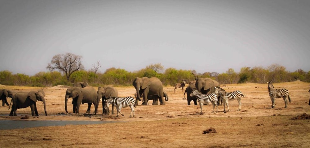 Victoria Falls: Chobe National Park Day Trip with Lunch | ®ExcursionMania